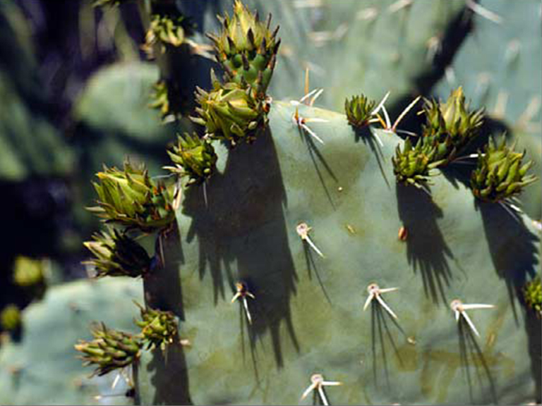 沙漠植物百科全书-仙人球仙人掌