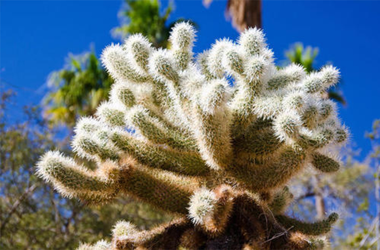 沙漠植物百科全书-十五种全罗仙人掌大全