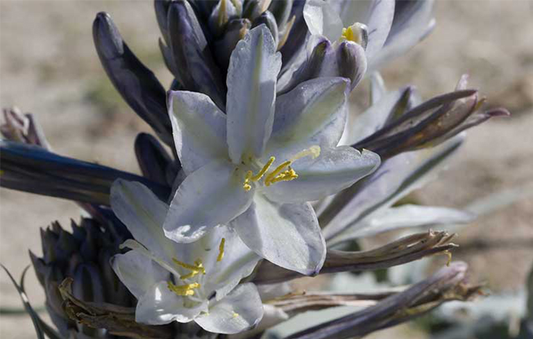 沙漠植物百科全书-沙漠百合七叶草