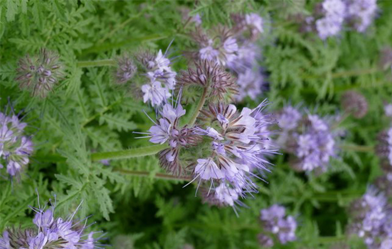 沙漠植物百科全书-蓝翅草