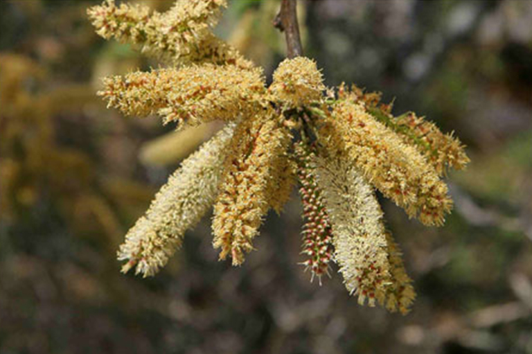 沙漠植物百科全书-豆科灌木树