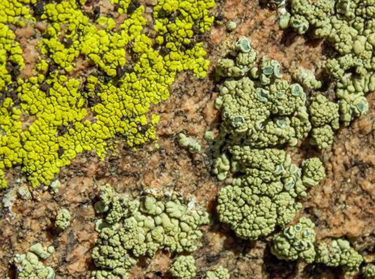 沙漠植物百科全书-沙漠岩石上的地衣