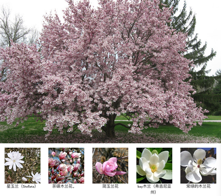 庭院怎么利用开花树木设计的漂亮（下）