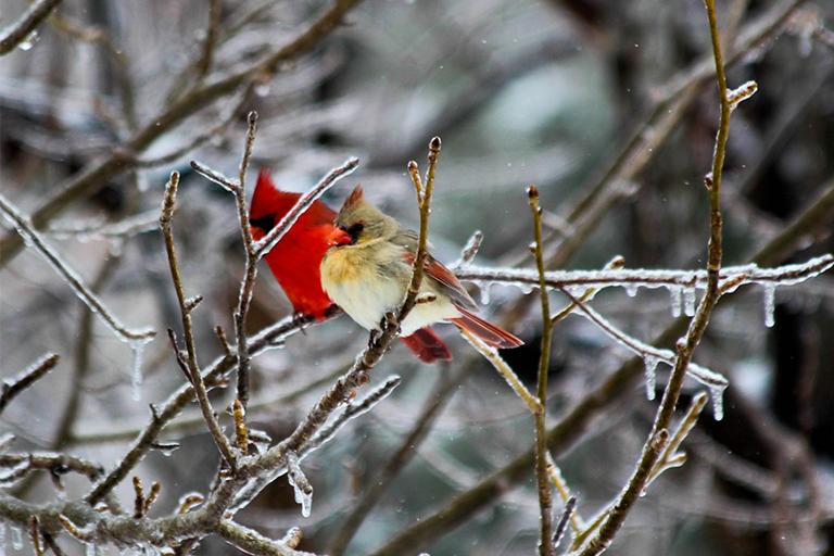 花园护理使花园加蓬勃发展