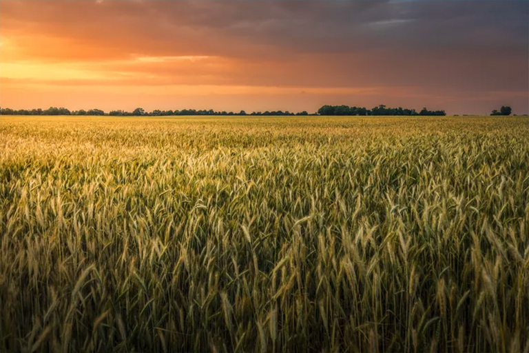 为什么小麦是世界各地的重要农作植物
