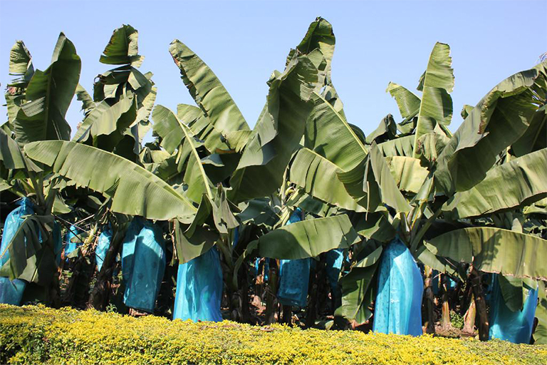 热带植物香蕉的历史和驯化