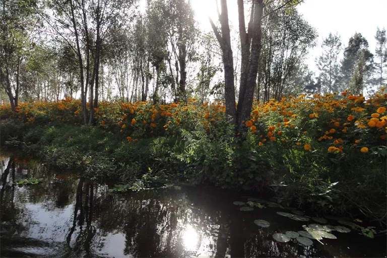 在北京淡水河谷了解什么是浮动花园-高产也生态合理（上）