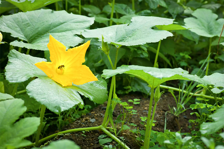 南瓜植物（南瓜属）的驯化历史