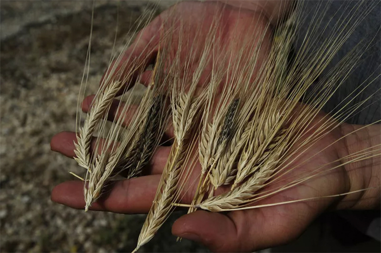 我们的祖先是如何发展大麦这种遗传多样性的作物的