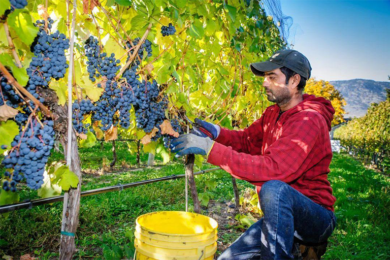 家养葡萄的起源-谁首先将野葡萄变成葡萄干和葡萄酒