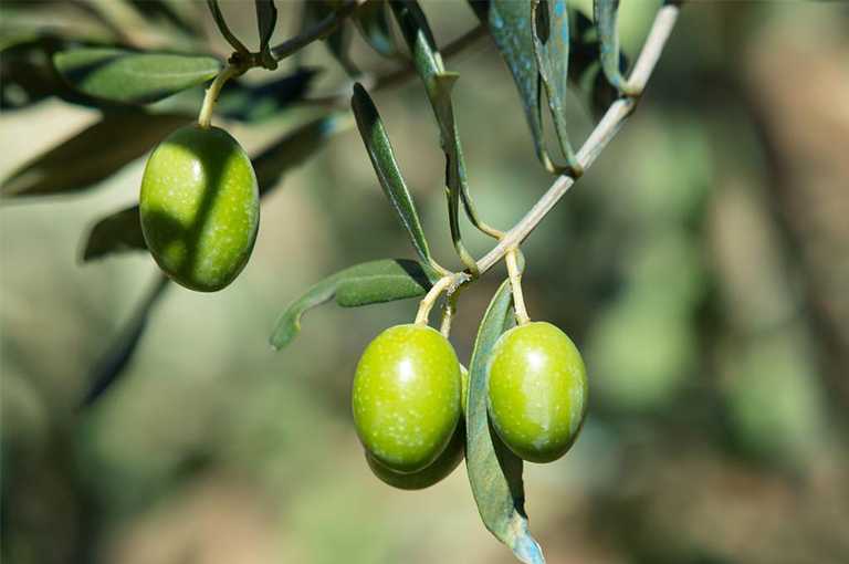 橄榄这种植物驯化的考古与历史