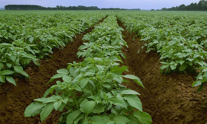 马铃薯的历史与驯化