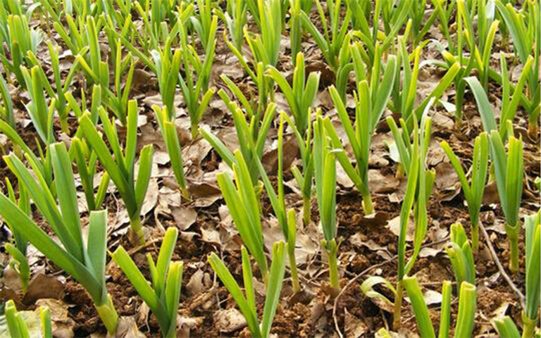 哪个烹饪天才先想到了使用大蒜这种植物作为烹饪食物的佐料