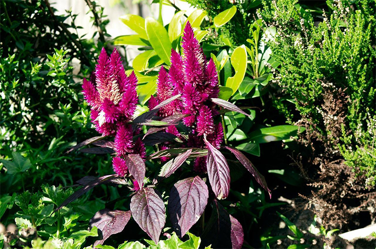 苋菜在古代中美洲的起源与应用