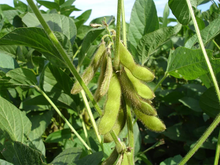 为什么国产大豆的遗传多样性只有野生大豆的一半