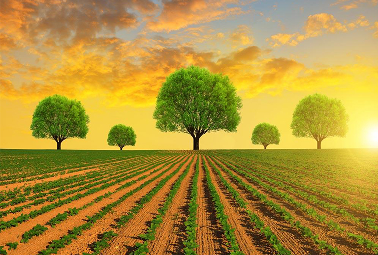 了解美国的植物驯化发展历史