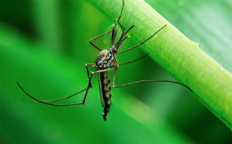 夏天来了北京厂家教您如何驱除您的后院的蚊子