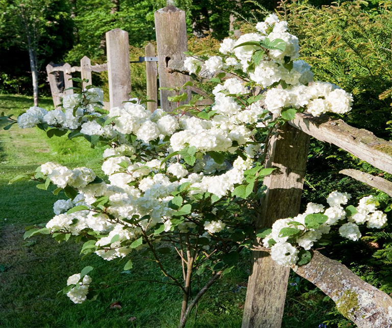 如何使小植物花园看起来和感觉大 (下)