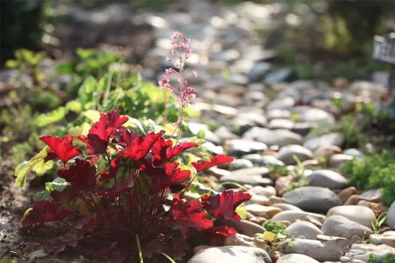 北京厂家关于一月园艺的规划指南