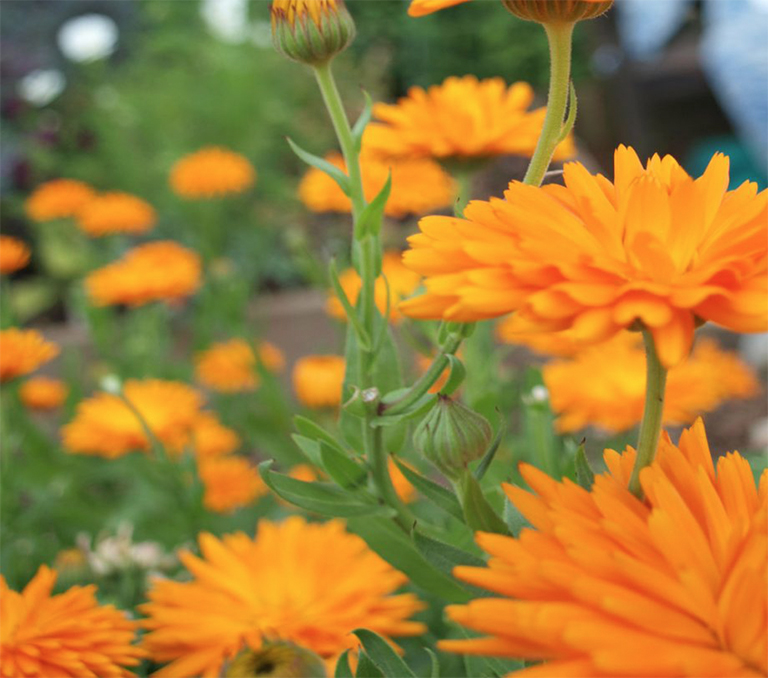 高架床用于植物花园种植的潜力