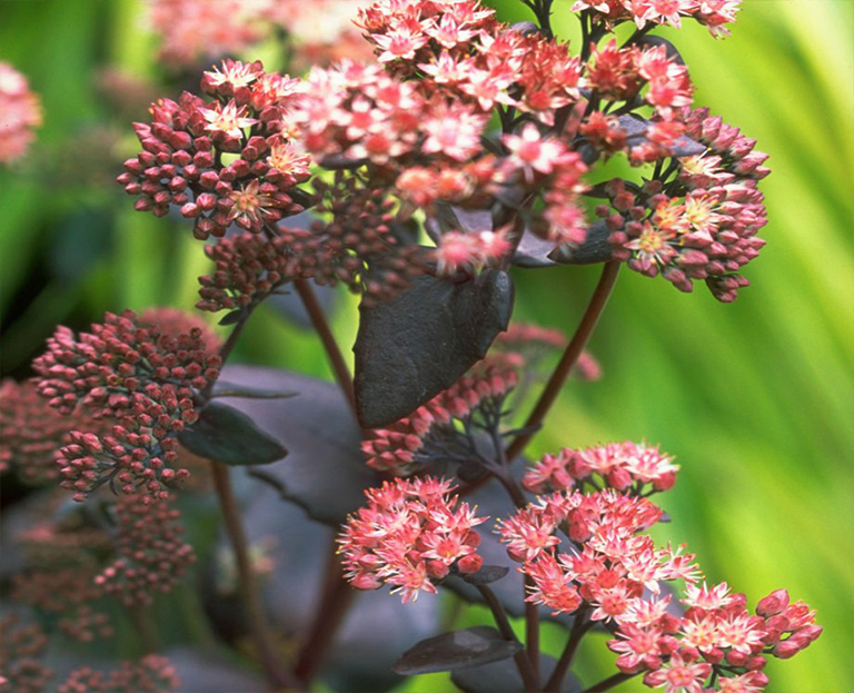 利用10种耐旱的夏季植物帮助植物花园抵御yan热（下）