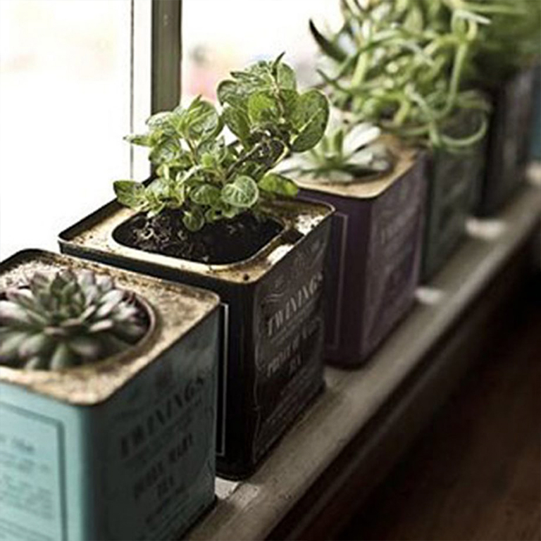 热门夏季植物花园娱乐活动趋势（下）