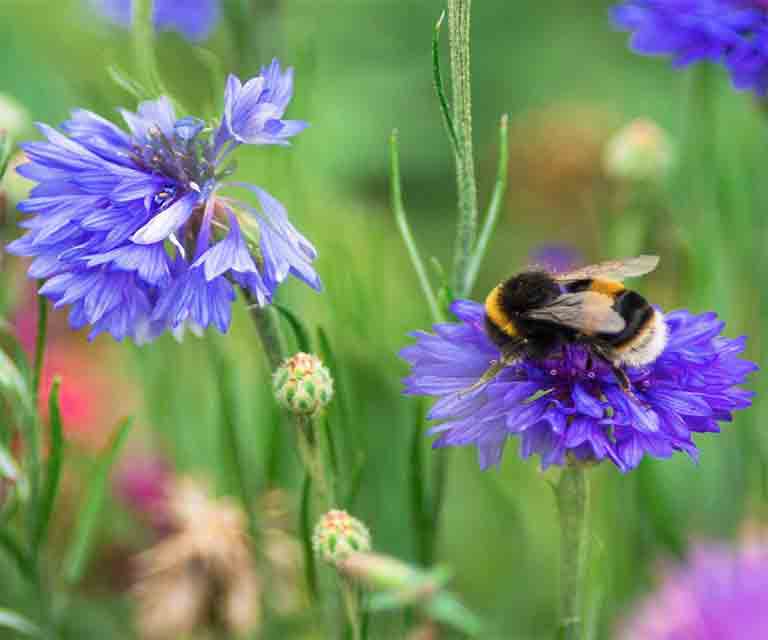 在植物花园中创建蜜蜂保护区的8个专家提示（上）