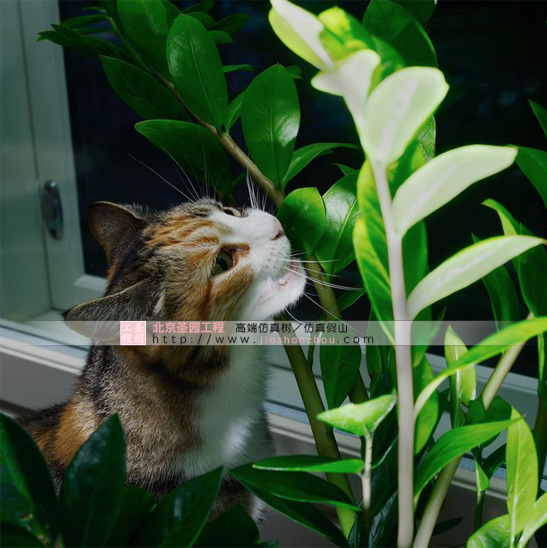 为什么有些猫会吃室内布置的装饰植物？