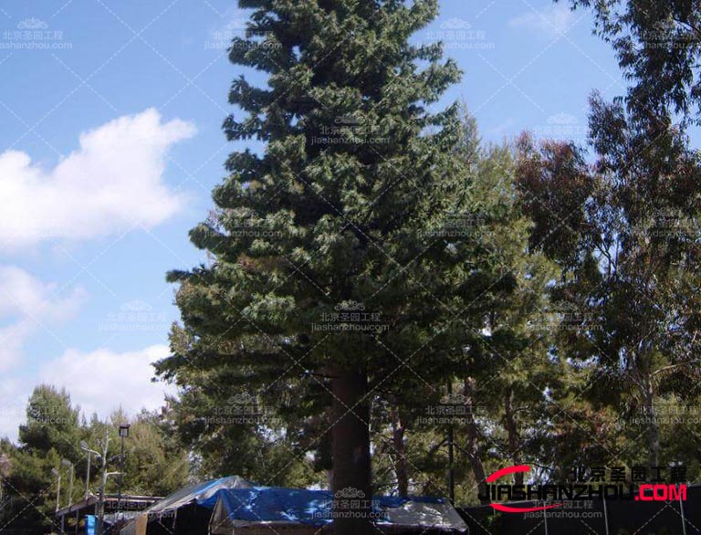 提高仿真树品质生产厂家应该加强品质管理和技术研发