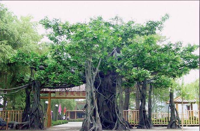 仿真榕树