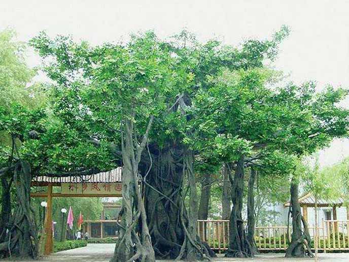 仿真榕树.jpg 仿真榕树