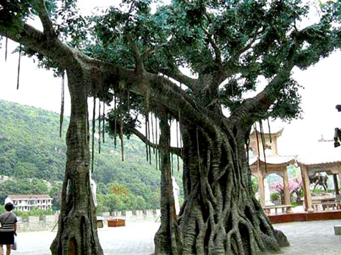 仿真榕树制作.jpg 仿真榕树制作