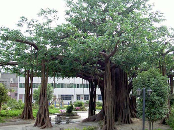 仿真榕树制作.jpg 仿真榕树制作