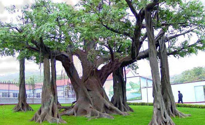 仿真榕树.jpg 仿真榕树