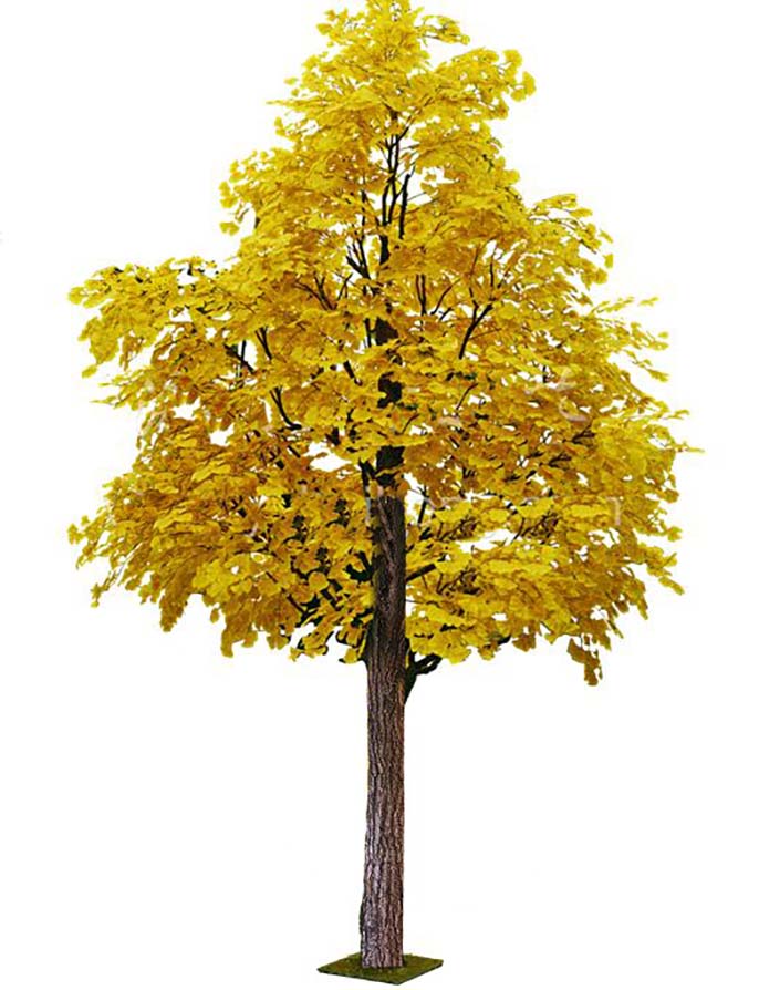 仿真银杏树.jpeg 仿真银杏树