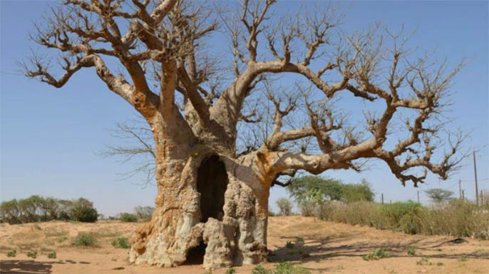 仿真树.jpg 仿真树