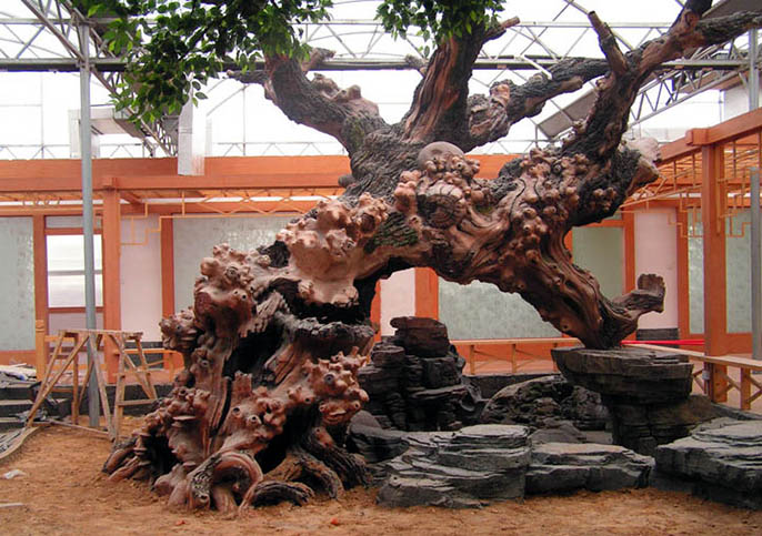 假山假树.jpg 假山假树
