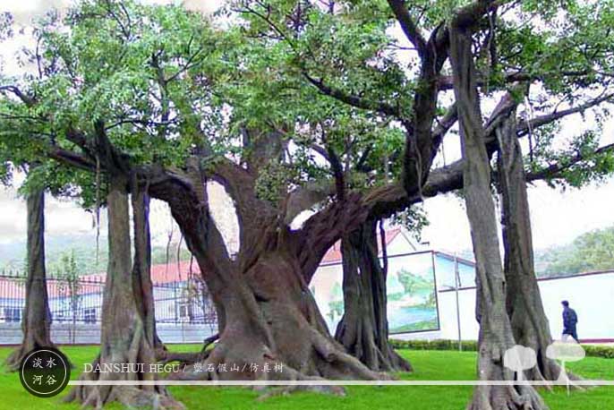 仿真树.jpg 仿真树