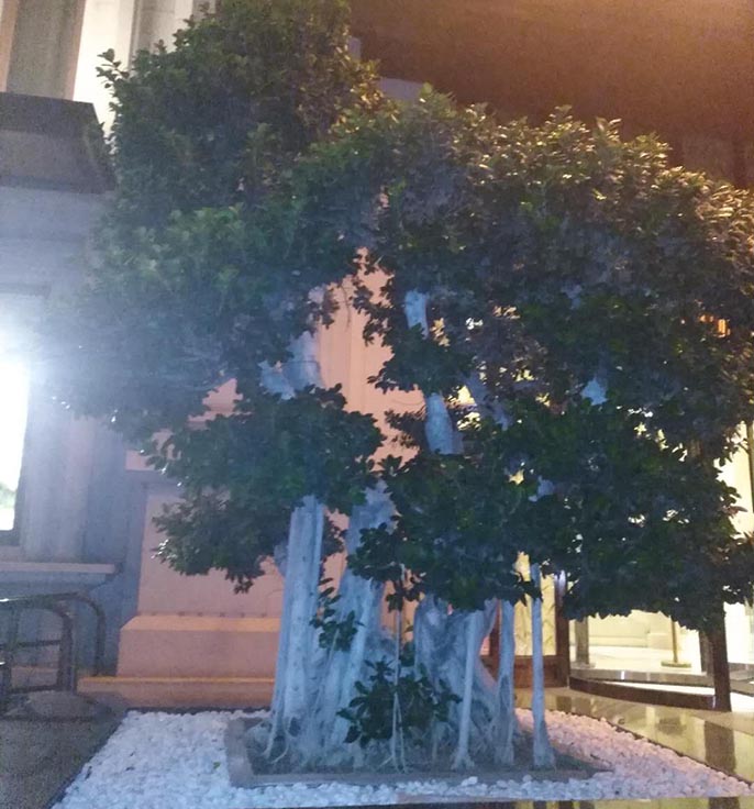 仿真榕树.jpg 仿真榕树