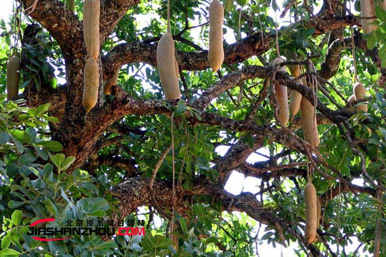 仿真树.jpg 仿真树