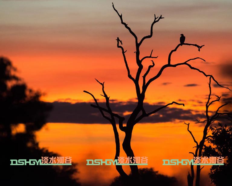 仿真树.jpg 仿真树