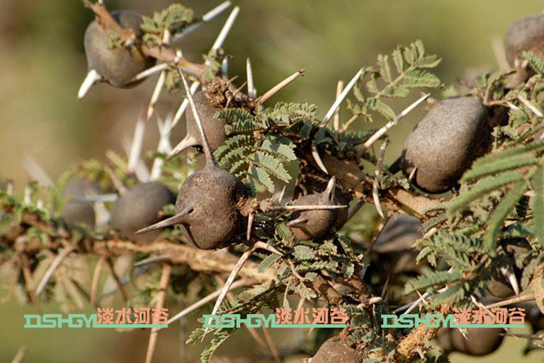 仿真树.jpg 仿真树