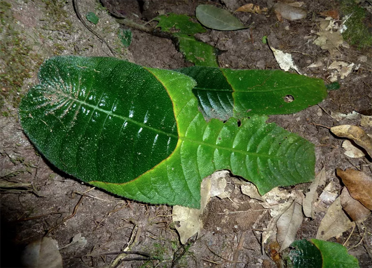 仿真树.jpg 仿真树