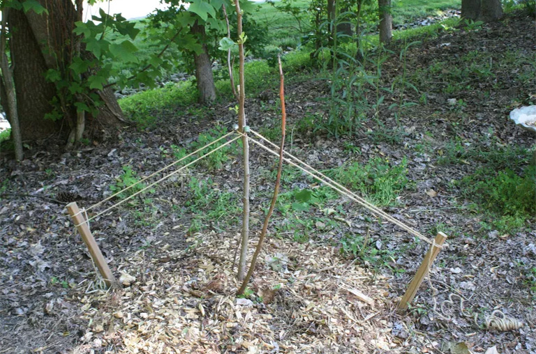 仿真树.jpg 仿真树