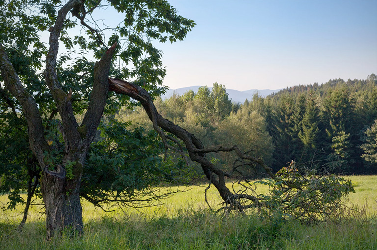 仿真树.jpg 仿真树
