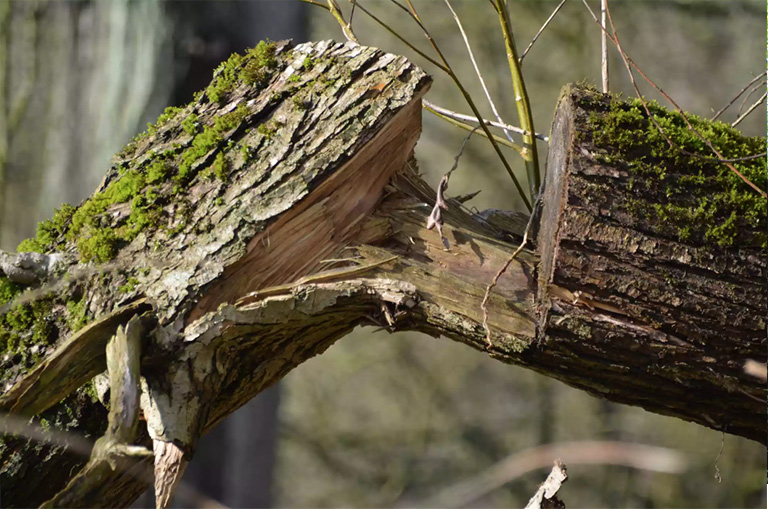 仿真树.jpg 仿真树