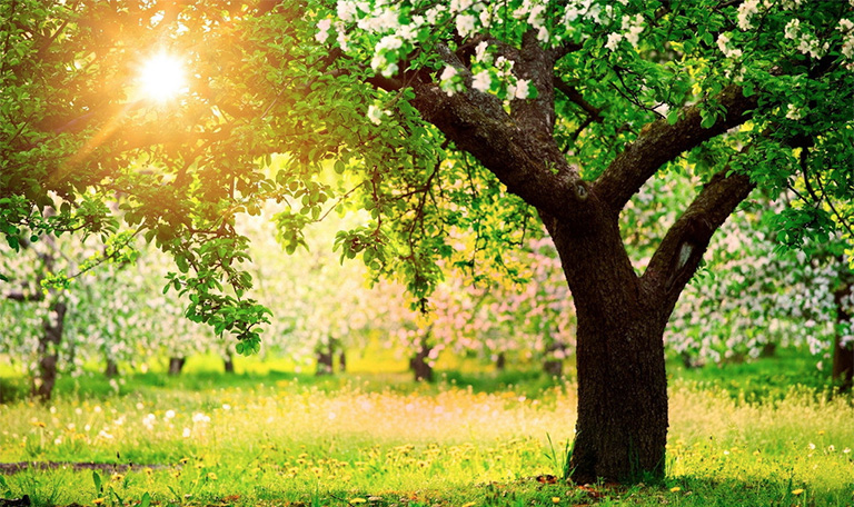 为了生存,许多针叶树和阔叶树在一天的大部分时间必须处于充足的阳光