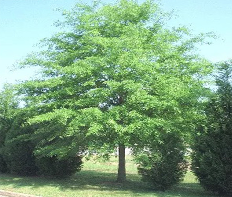 真树养护之对树木做十件事可以更好的避免树木的损害