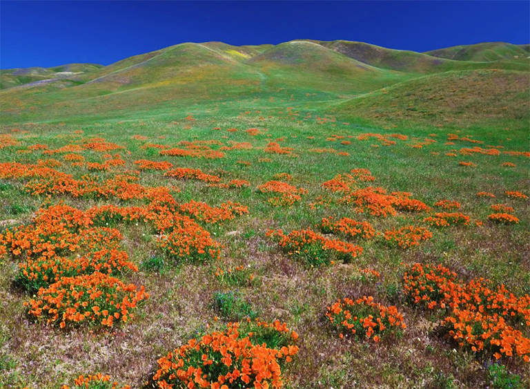 安吉利斯国家森林公园在加利福尼亚.jpg 安吉利斯国家森林公园在加利福尼亚