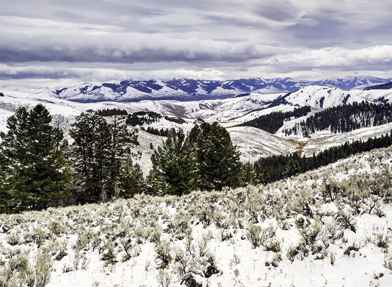 爱达荷州鲑鱼Challis国家森林